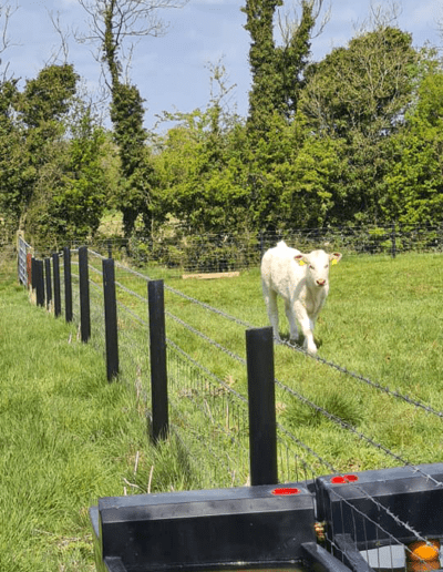 Plastic Fence Cows Field Next Generation Plastics NGP
