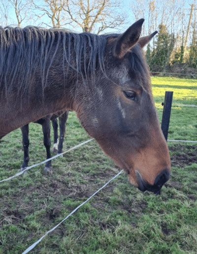 Plastic Fence Horse Field Next Generation Plastics NGP