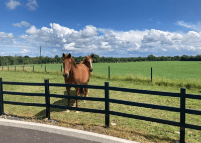 Plastic Fencing Manufactured in Ireland by NGP Horses in a field using recycled plastic fences