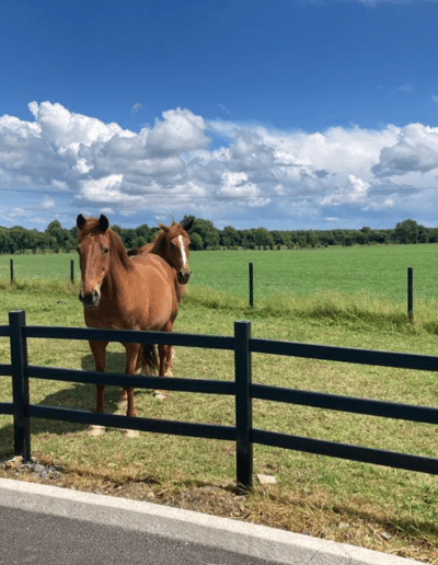 Plastic Fencing Manufactured in Ireland by NGP Horses in a field using recycled plastic fences