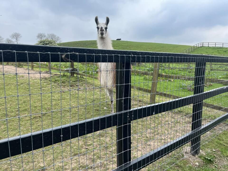 Llama enclosure using durable plastic NGP fencing made from recycled plastics ()