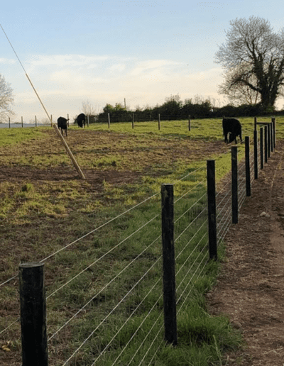 Cows Posts Field Next Generation Plastics NGP